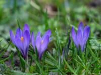 Reihe Krokusblüten lila auf der Daffnerwald Alm